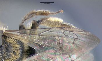 Media type: image;   Entomology 609511 Aspect: wing